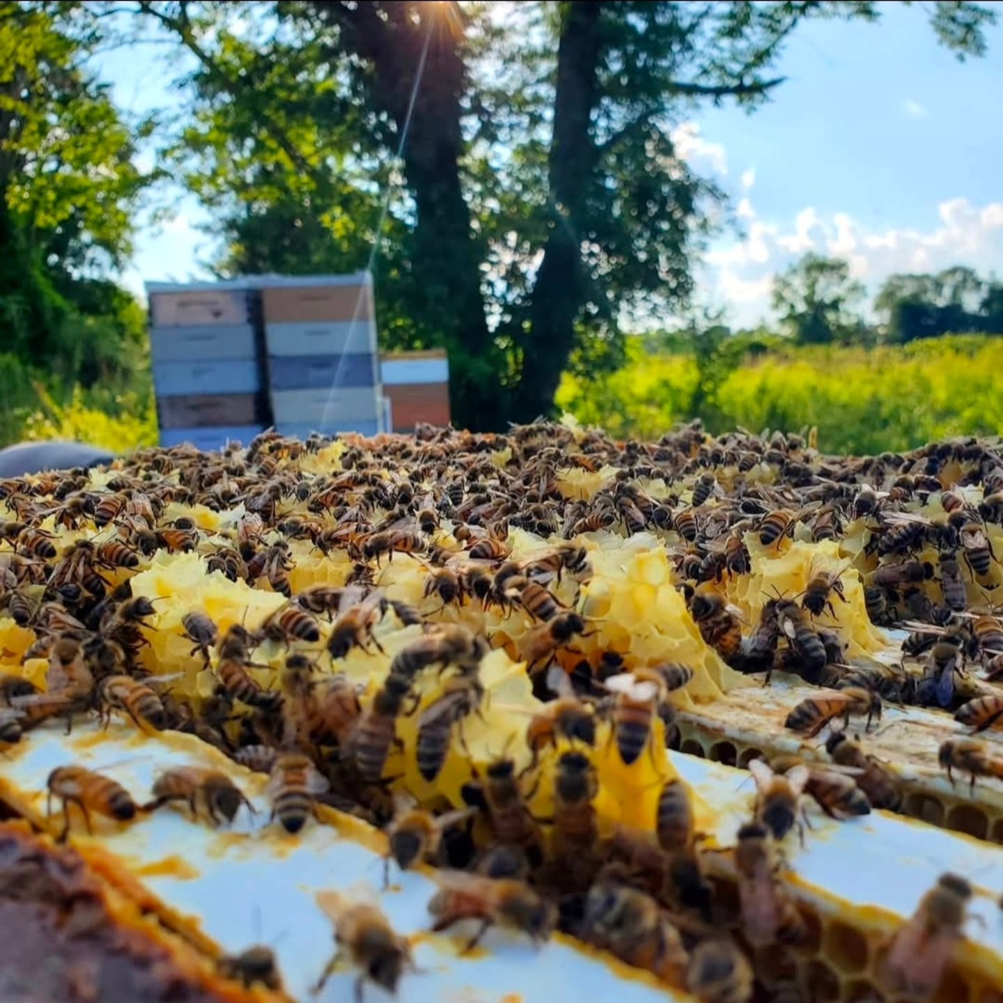 Boston Honey Company