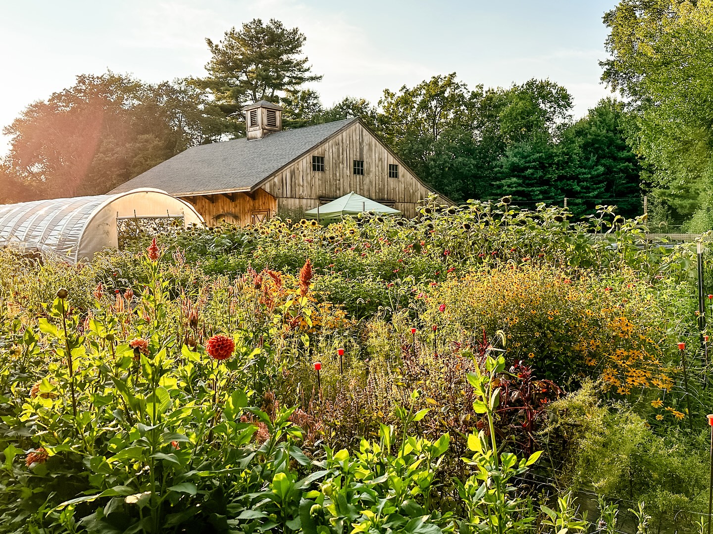 Twisted Carrot Gardens