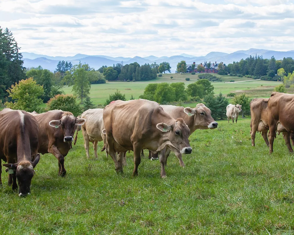 Shelburne Farm