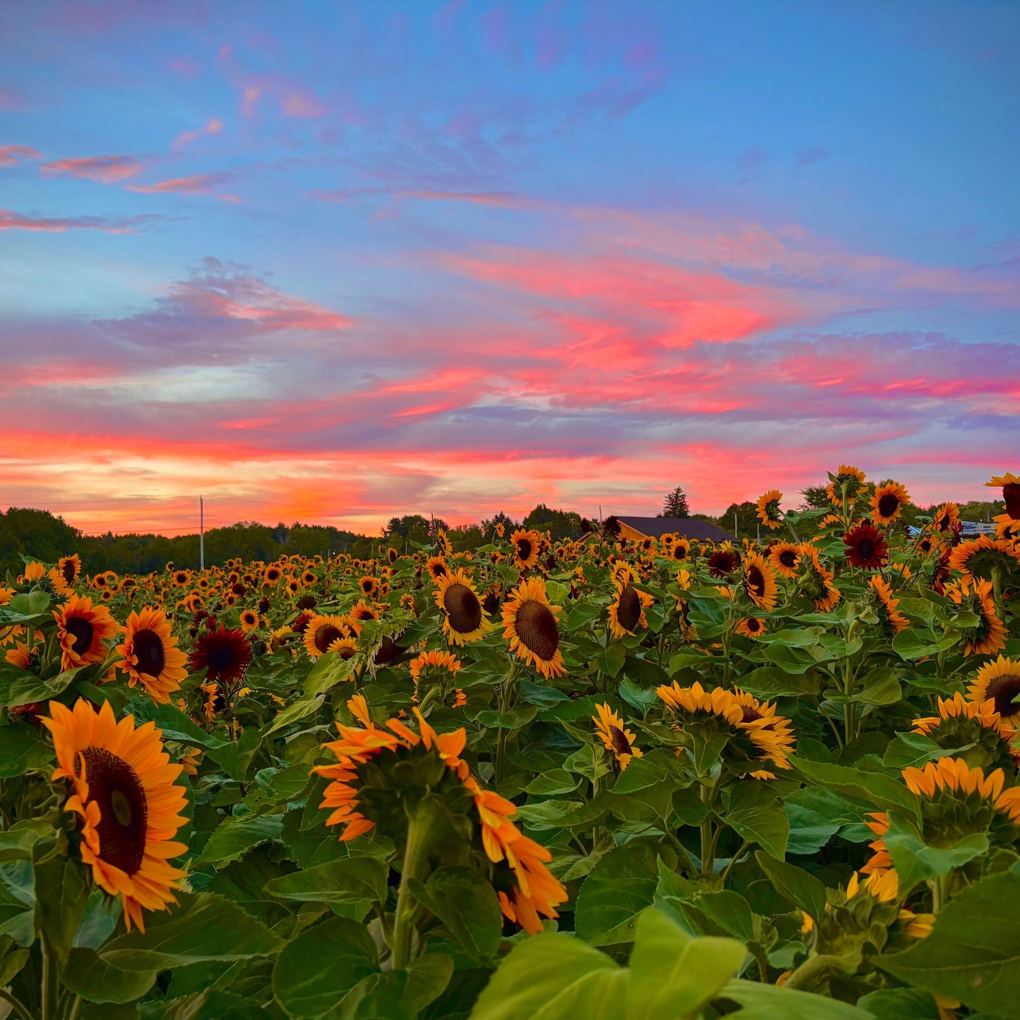 Verrill Farm