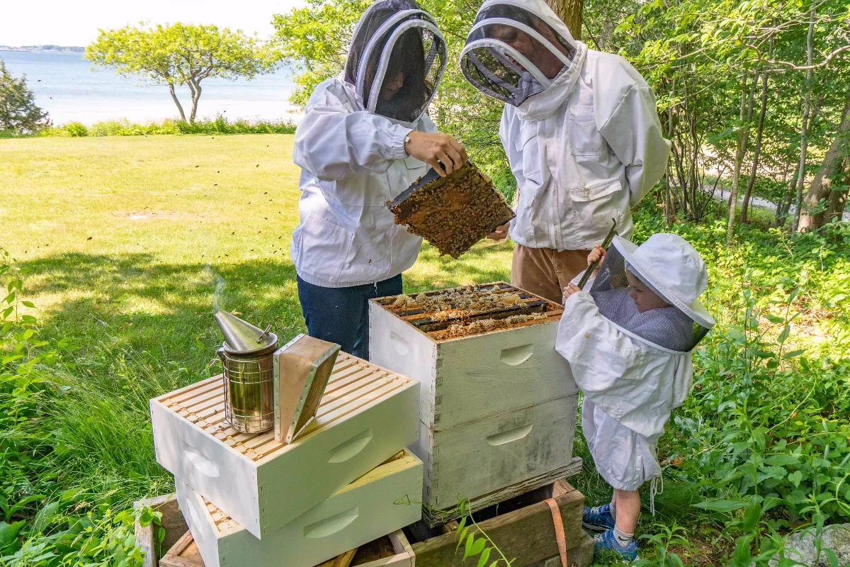 Beverly Bees