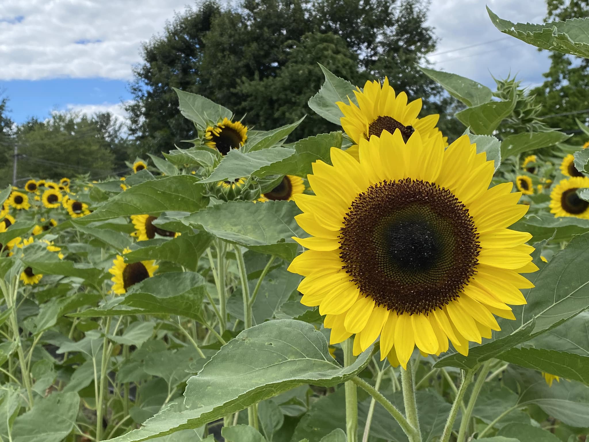Dick's Market Gardens