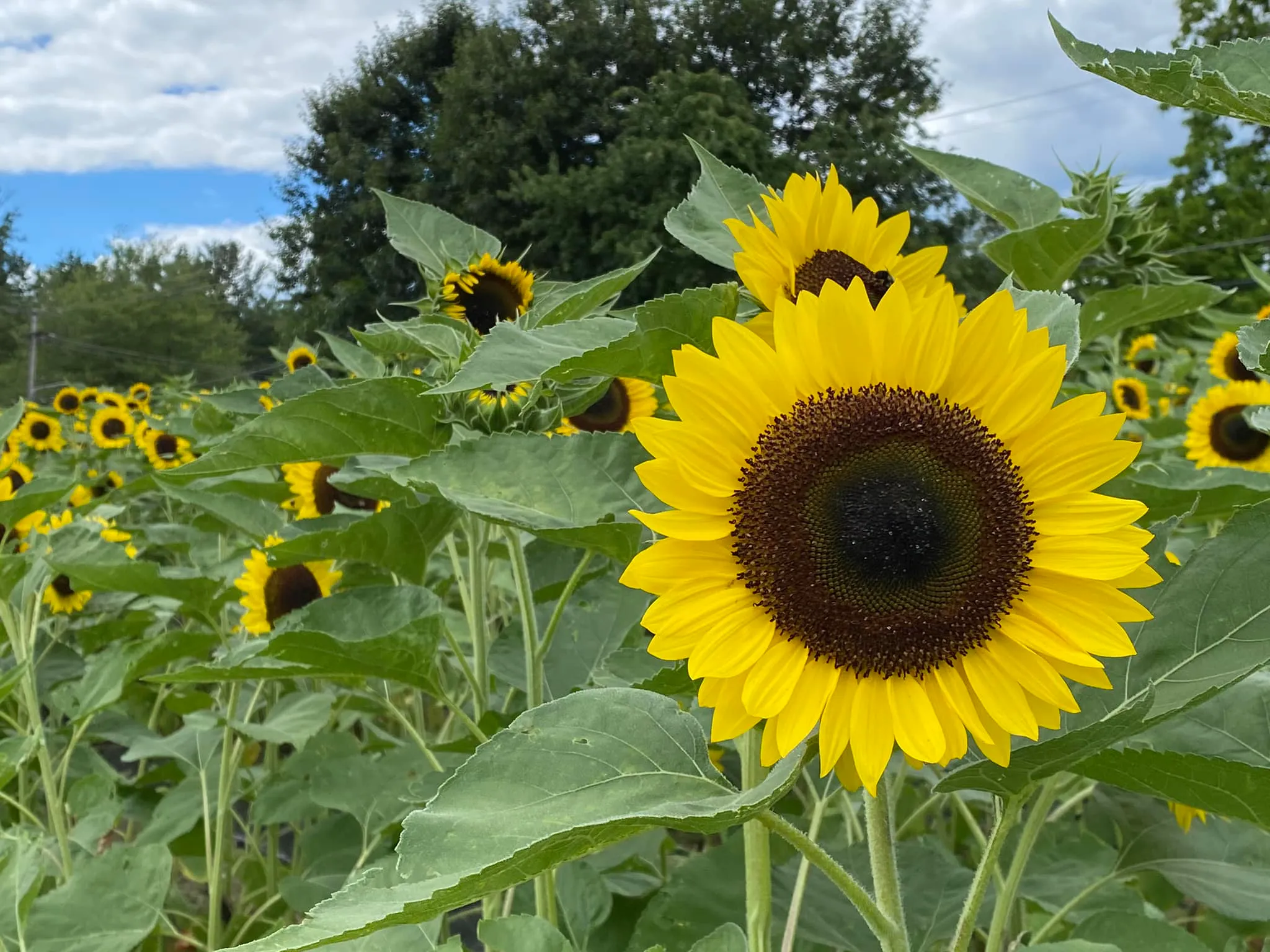 Dick's Market Gardens