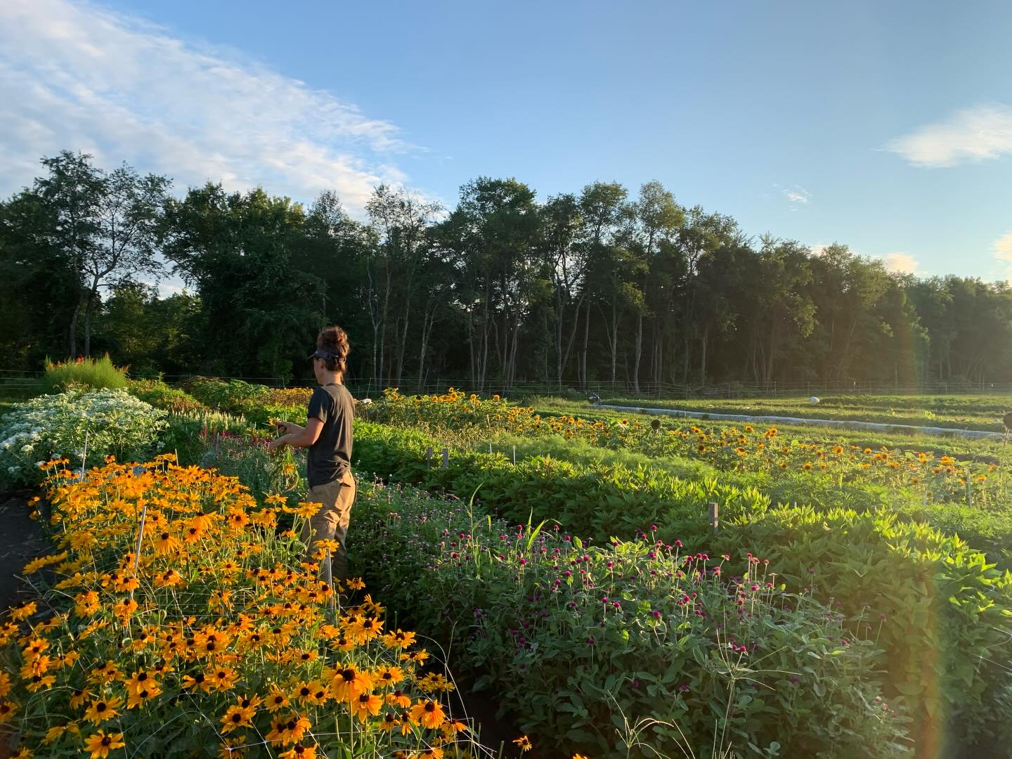 Upswing Farm