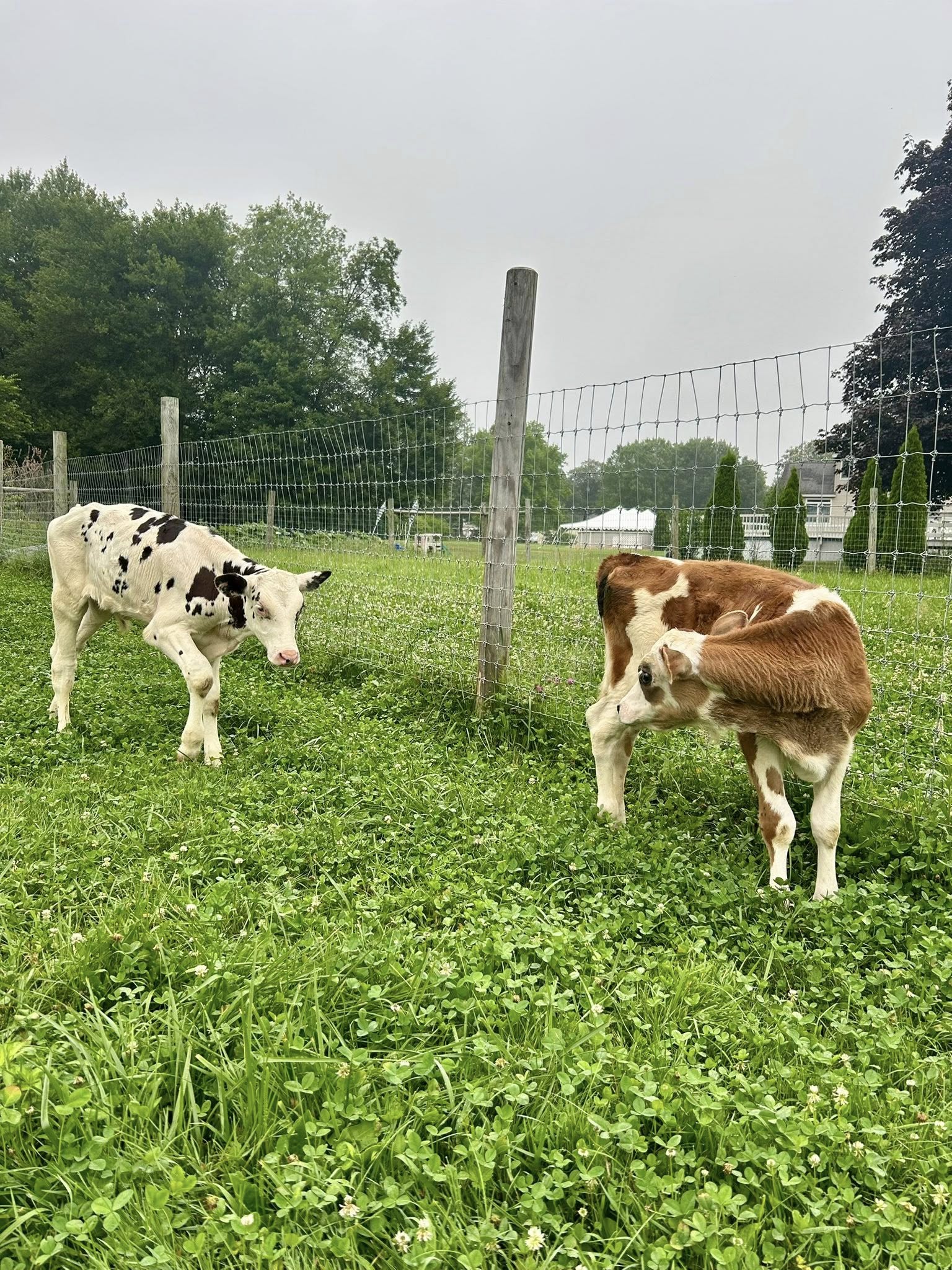 Shaw Farm