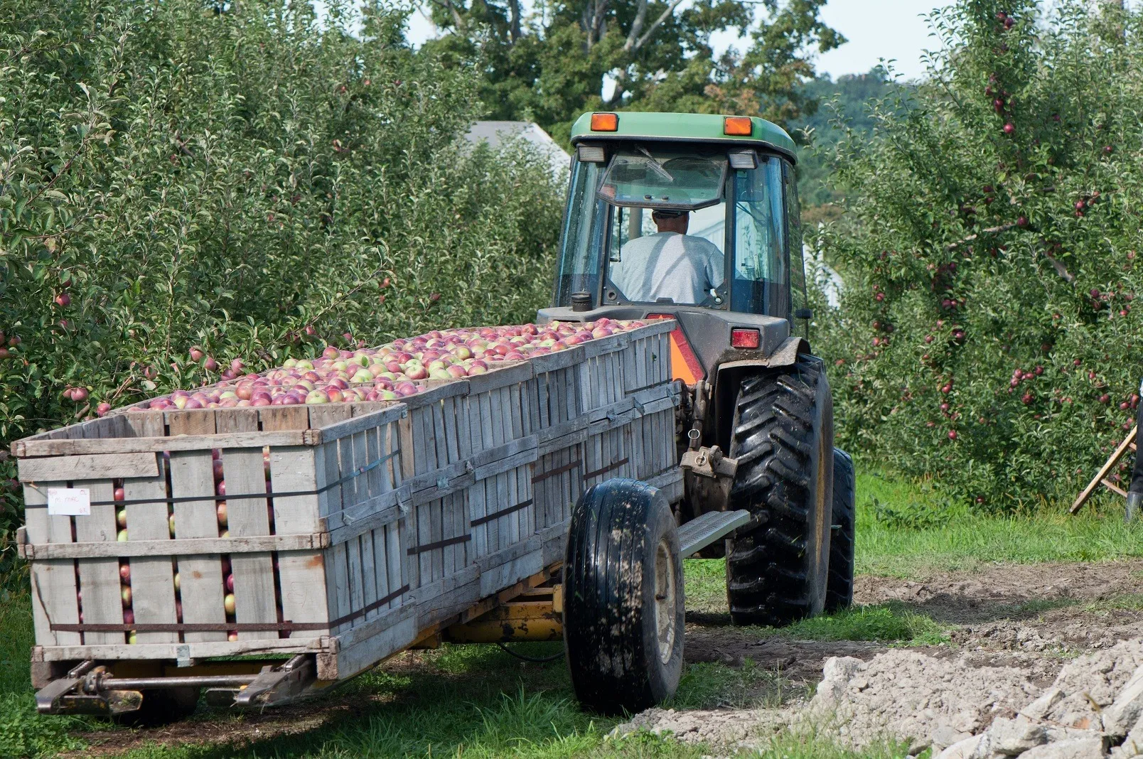Bolton Orchards