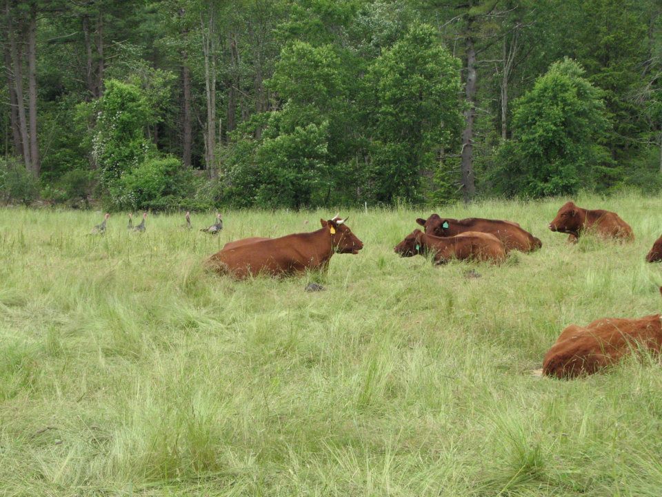 Kalon Farm