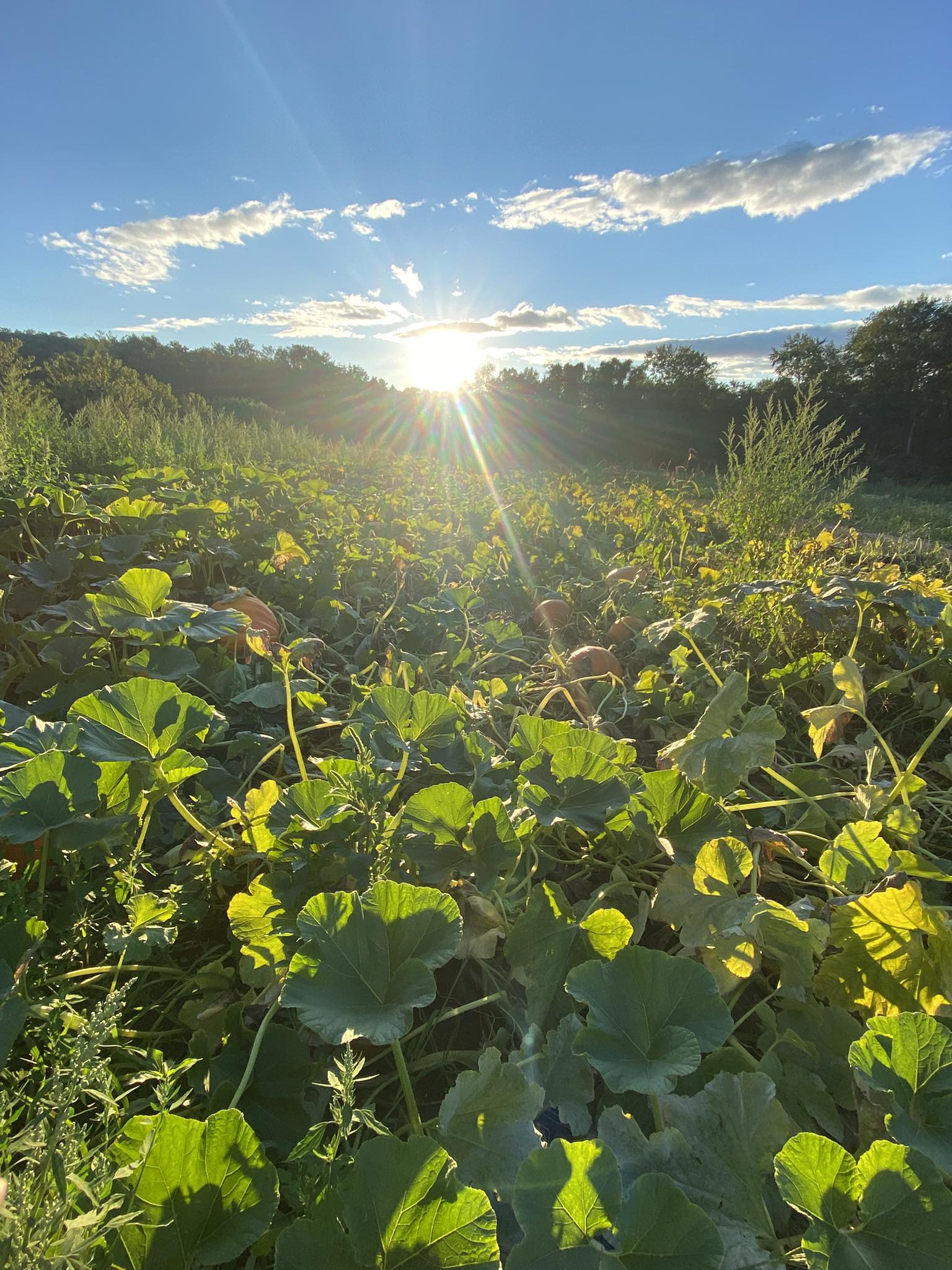 Overlook Farm