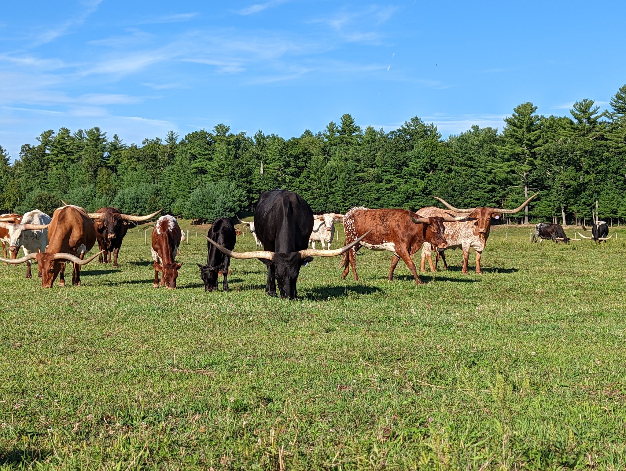 Cote Cattle Company