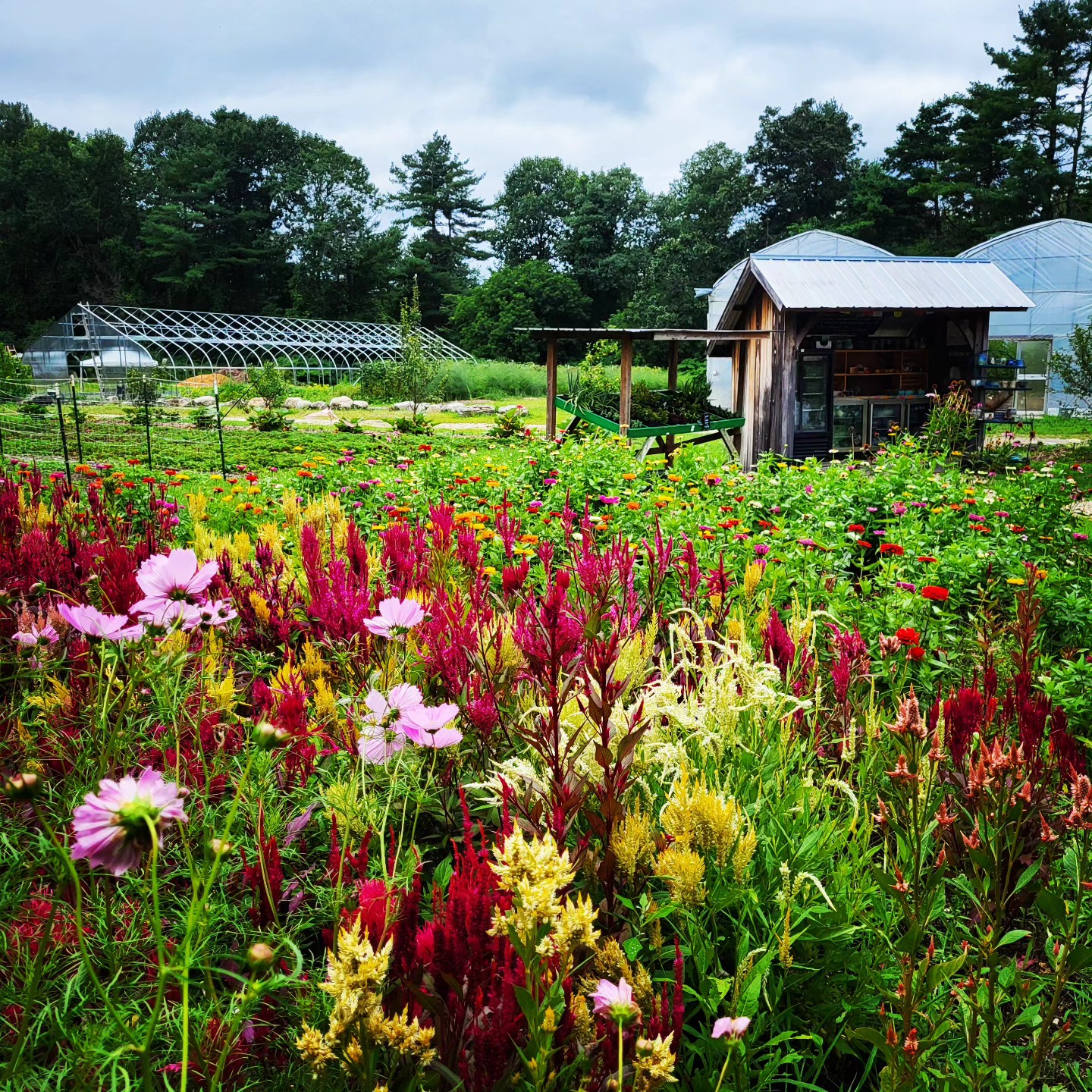 The Front Yard Farm