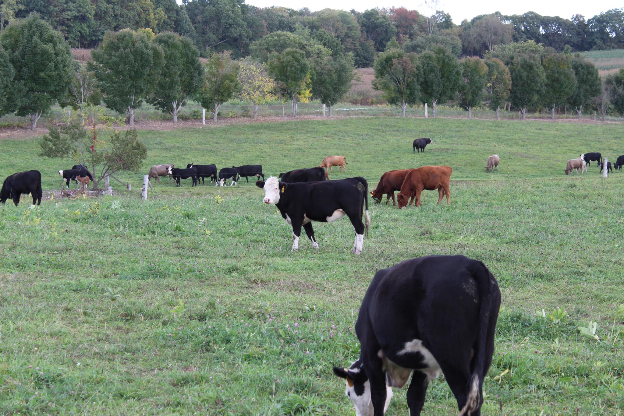 Rocky Acres Farm