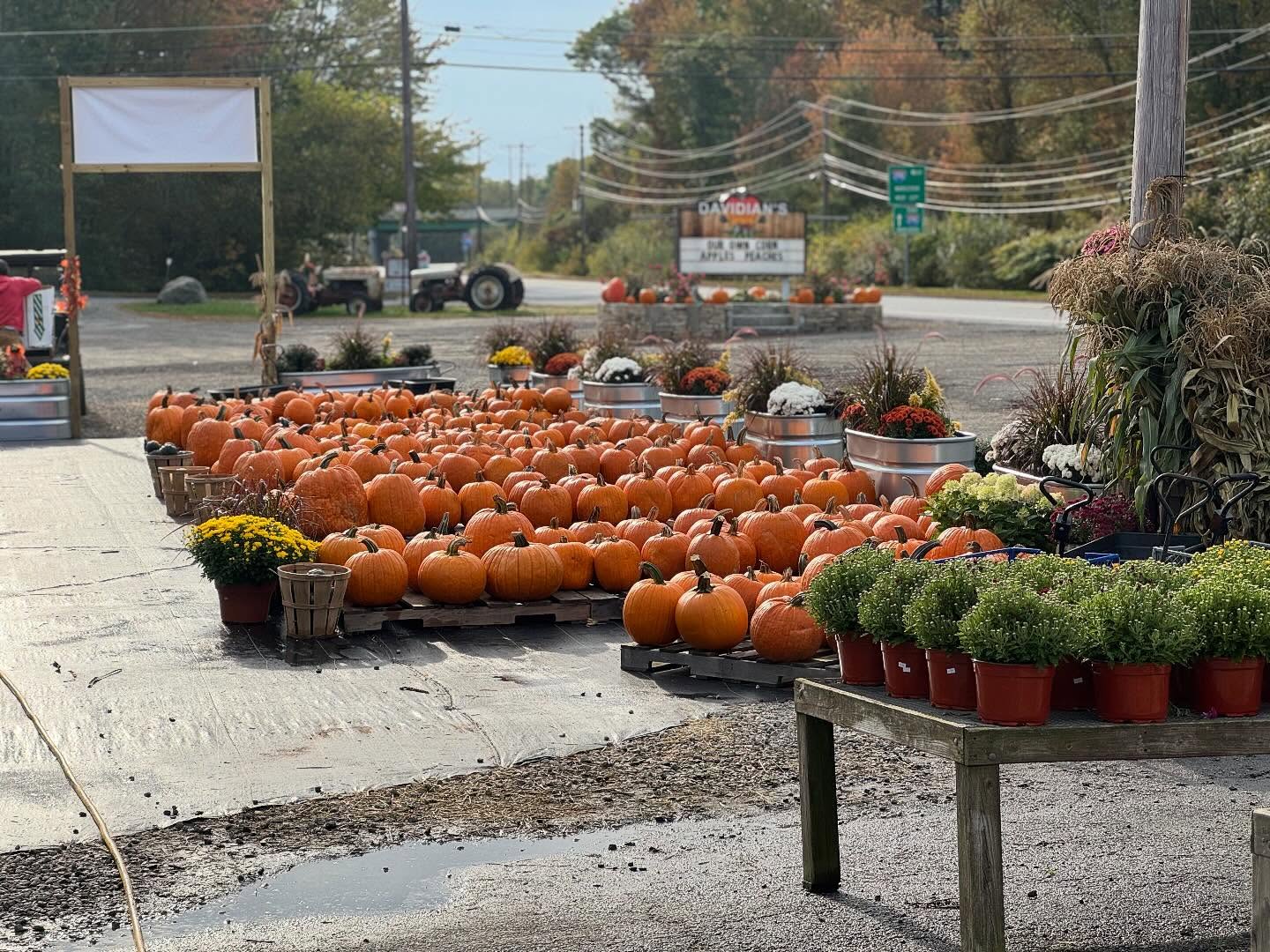 Davidian's Farm