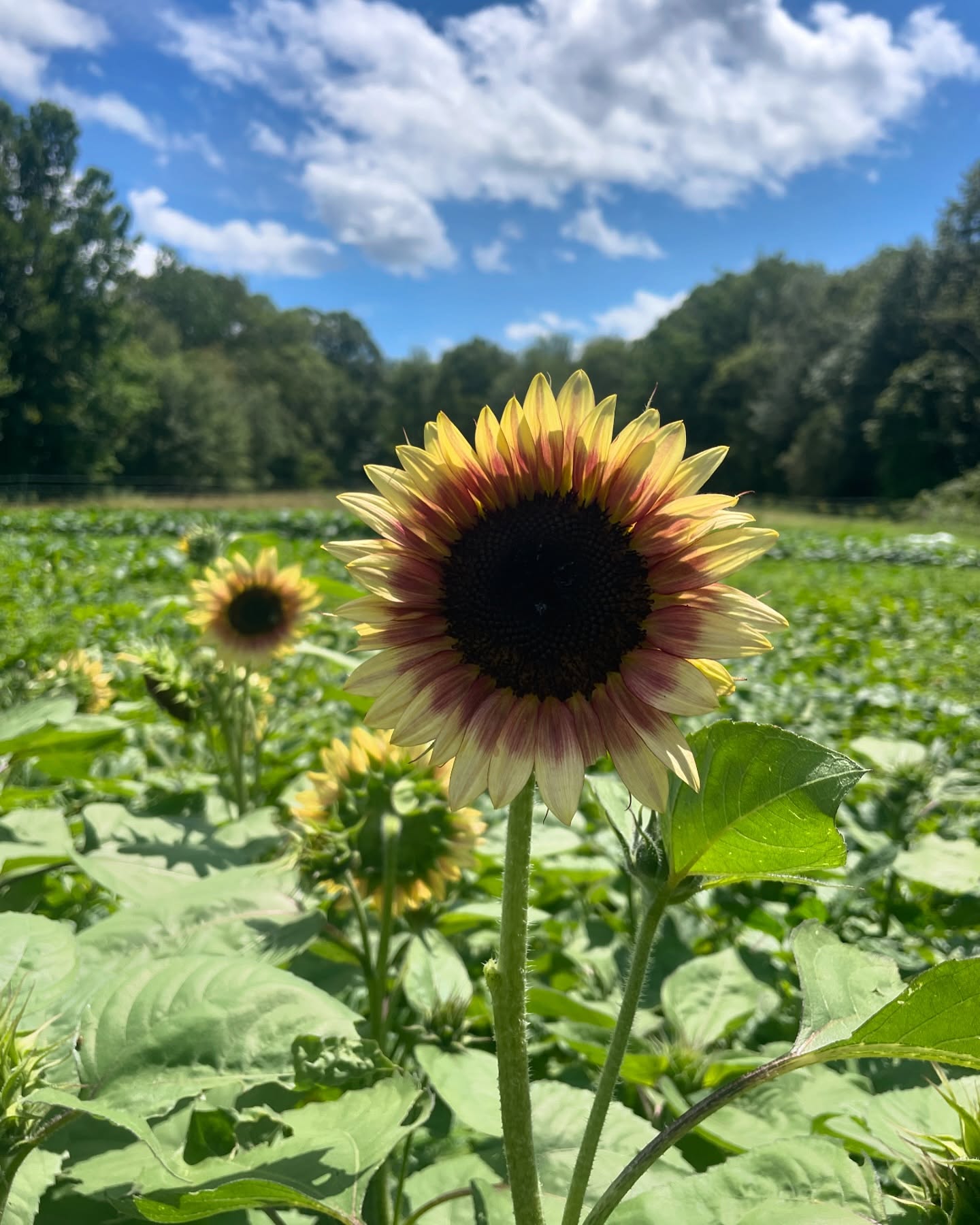 Crown and Roots Farm