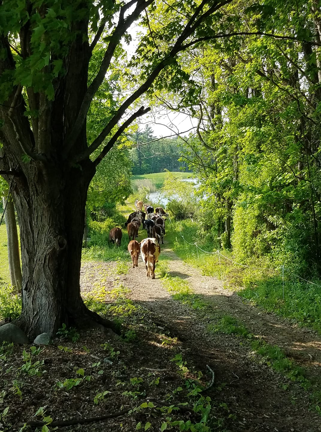 Clover Luck Farm
