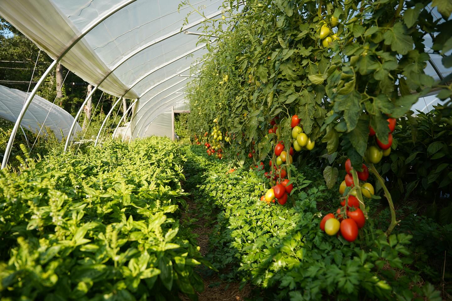 Rattle Root Farm