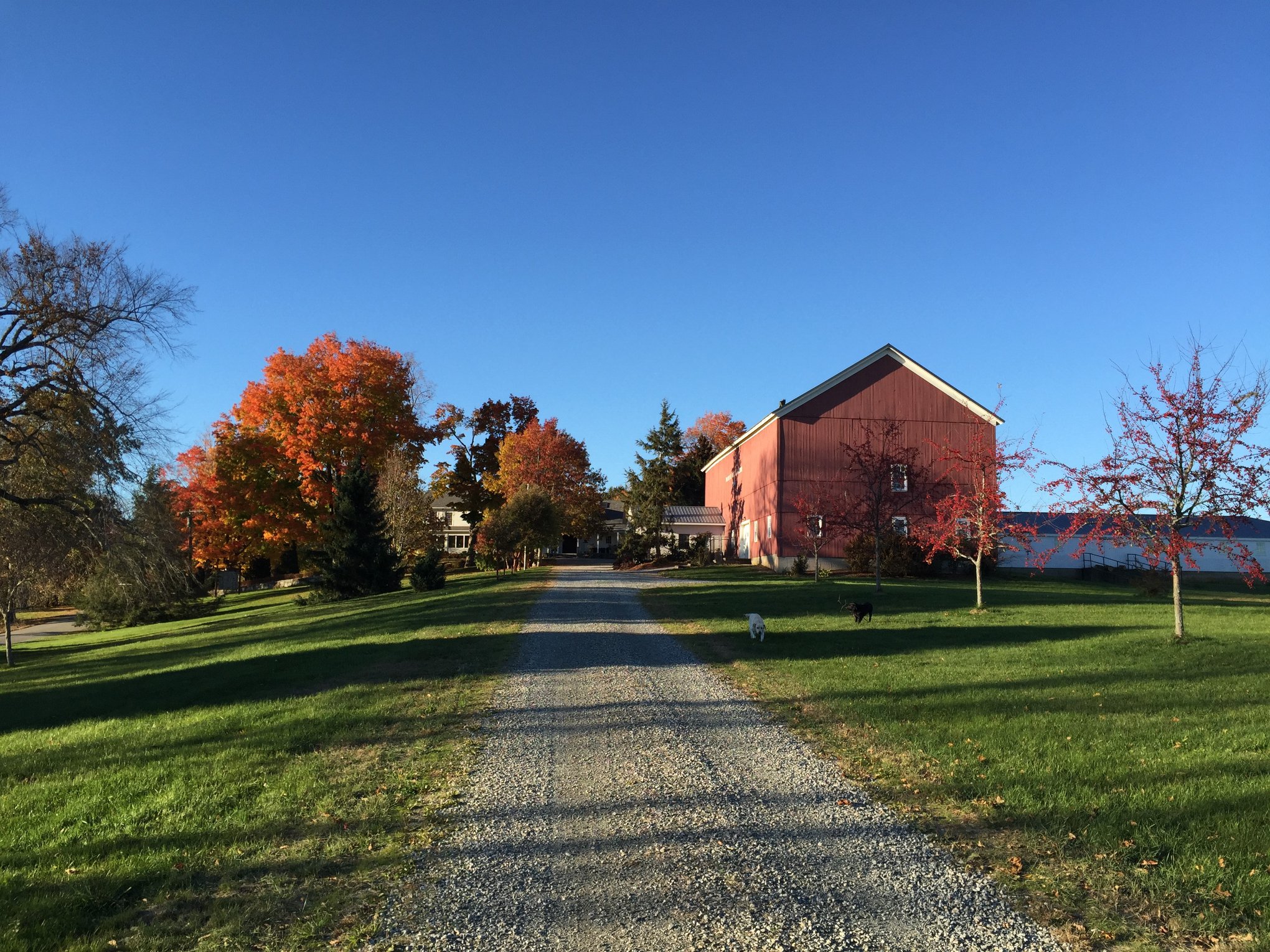 Maple Hill Farm