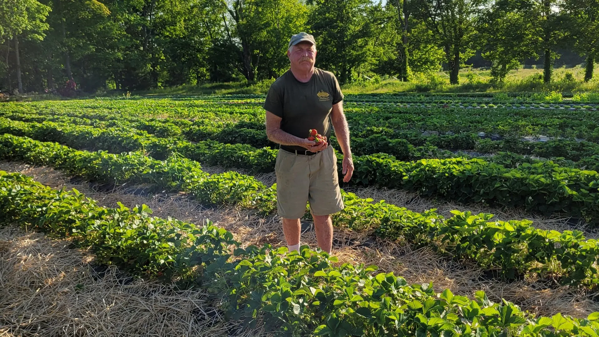 Stillmans Farm