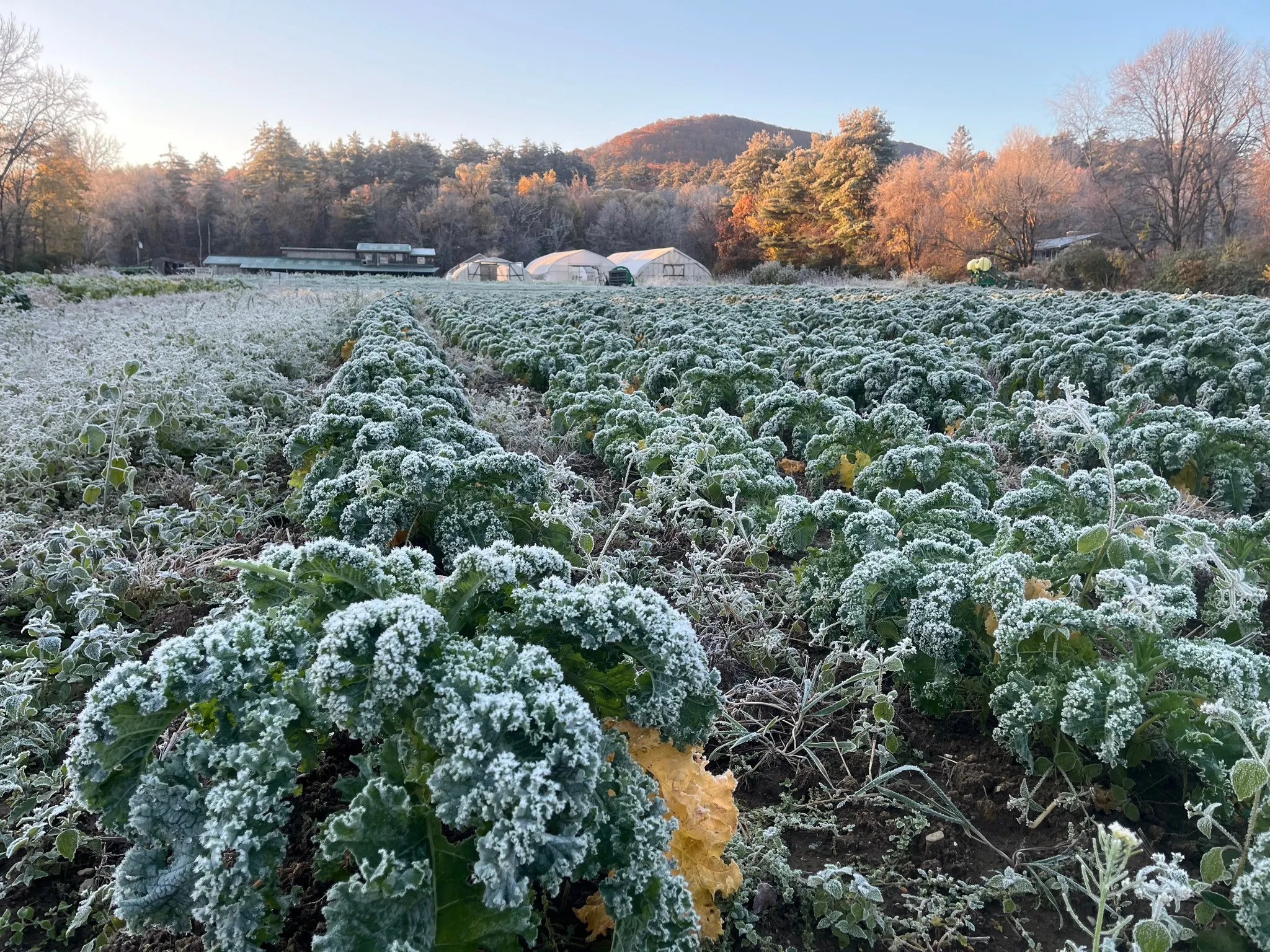 Brookfield Farm