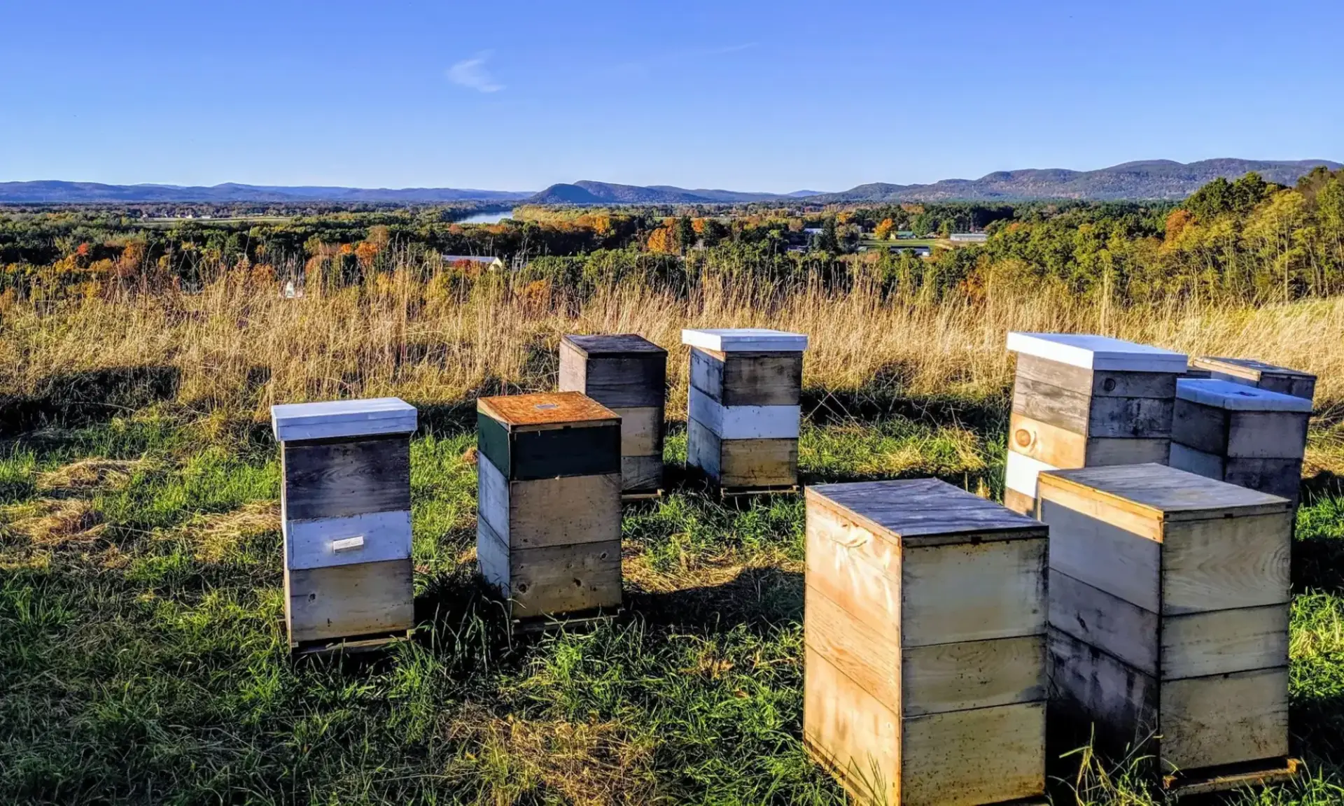 Pioneer Valley Apiaries