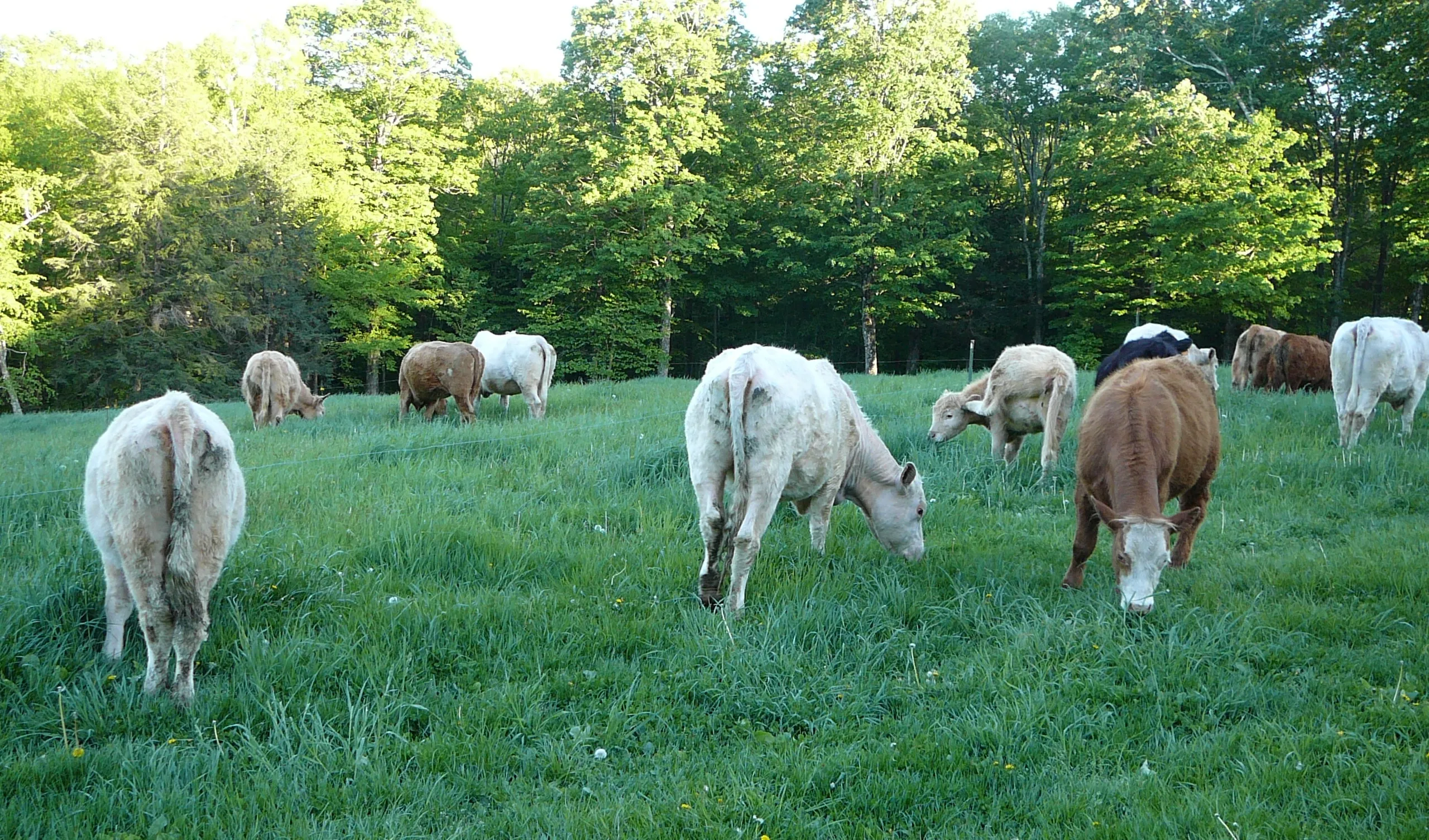 Chestnut Lot Farm