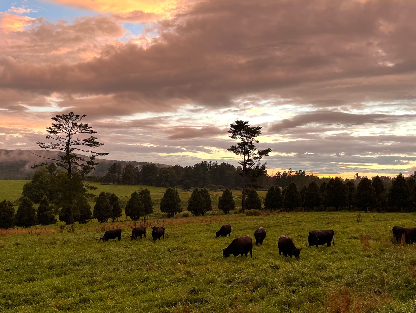 High Lawn Farm