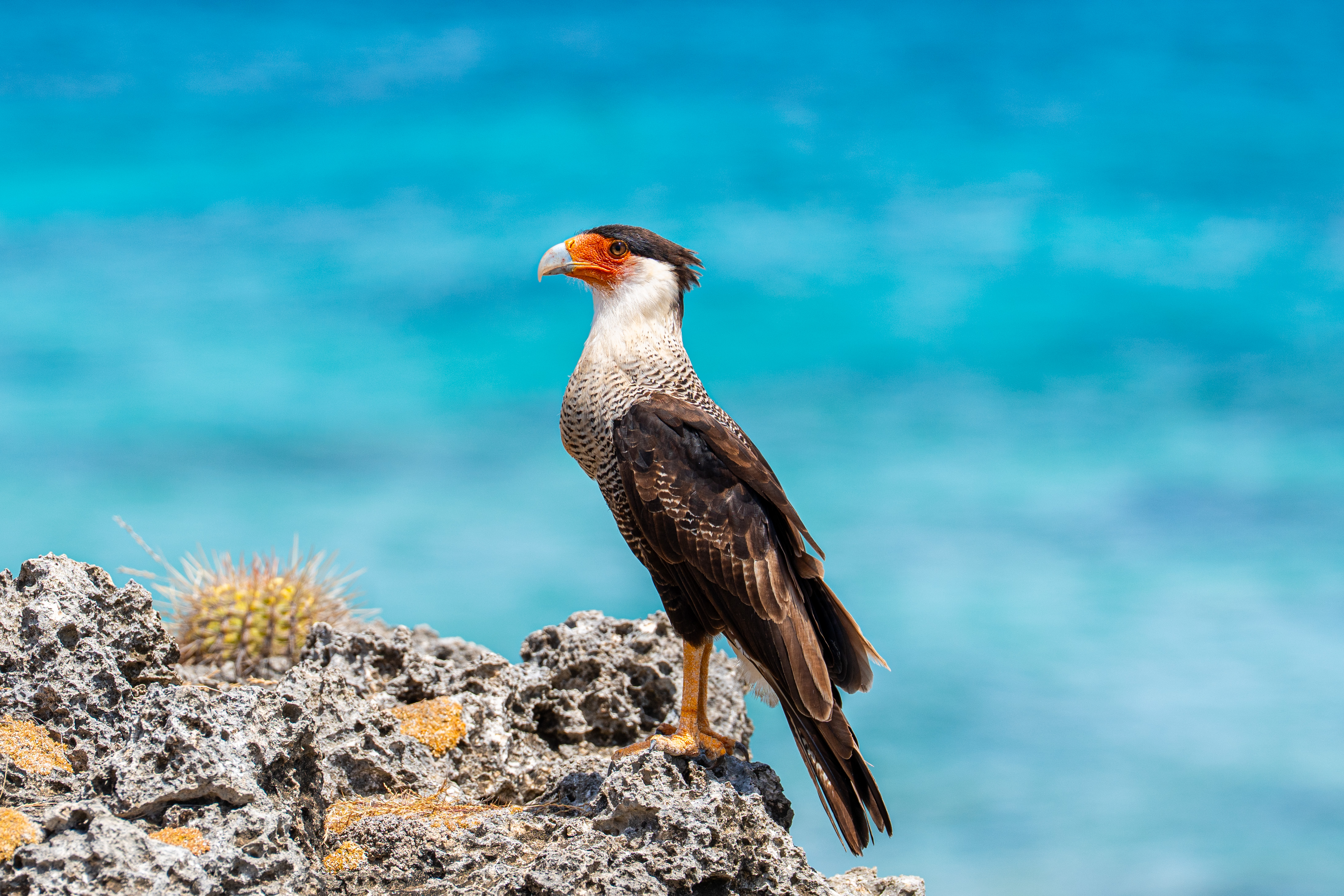 For freelancers Header image