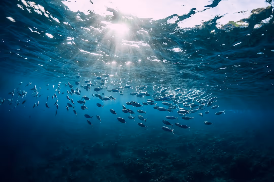Sunlight streaming through water surface illuminating a school of small fish swimming underwater.
