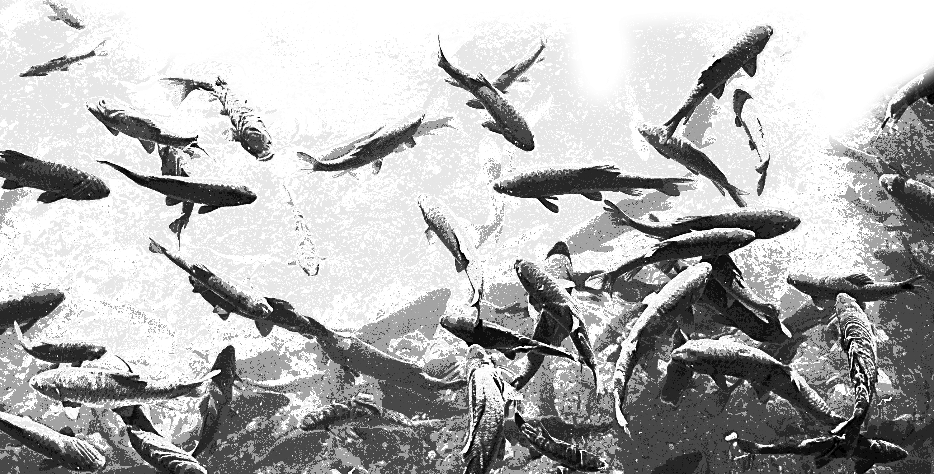 Carp swimming in the river