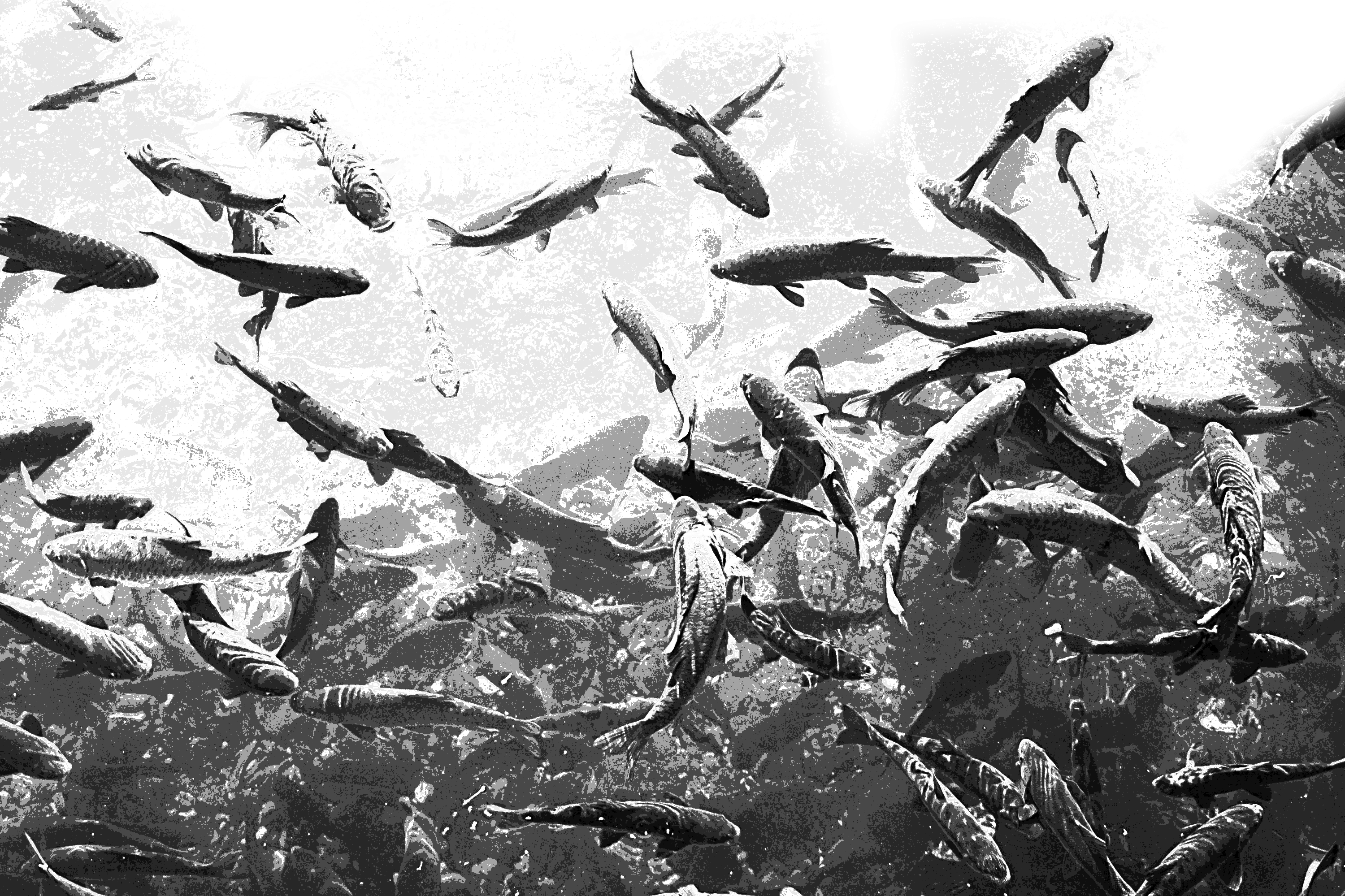 Carp swimming in the river