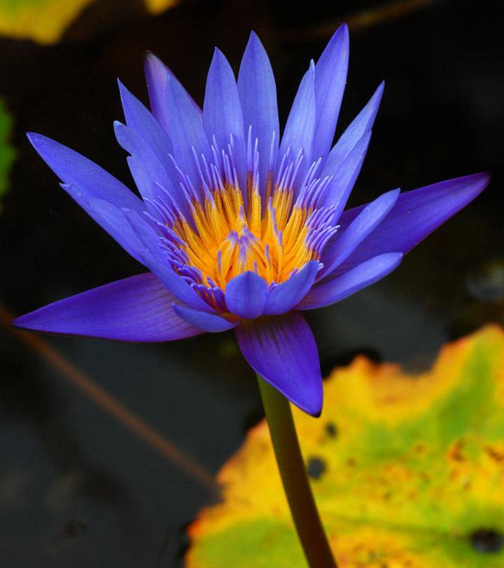 blue lotus