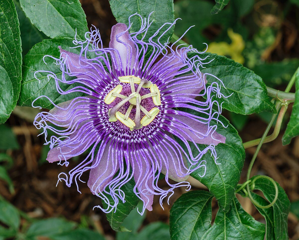 passionflower