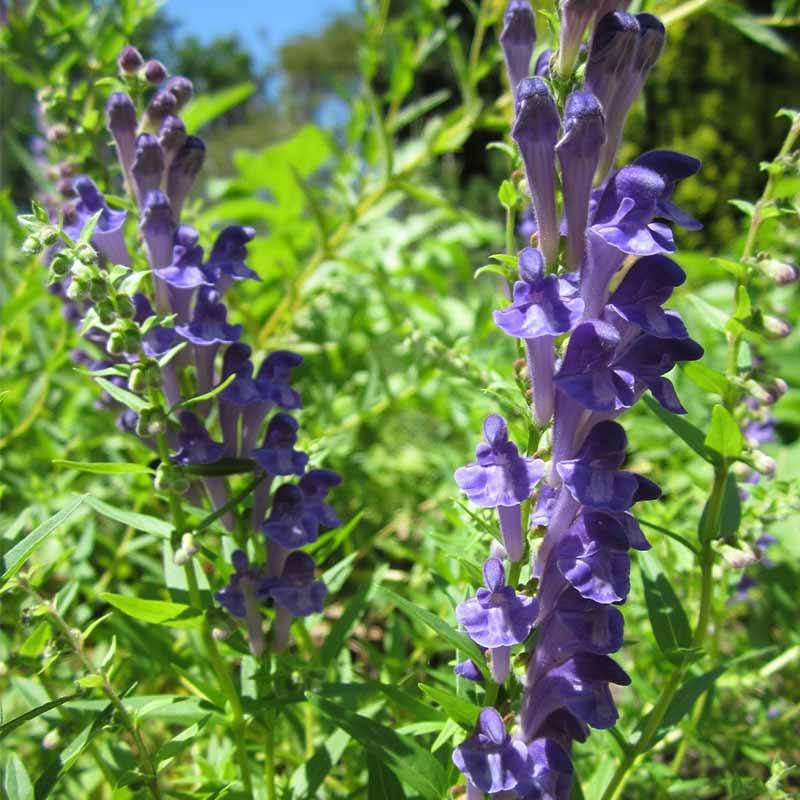 skullcap image-1