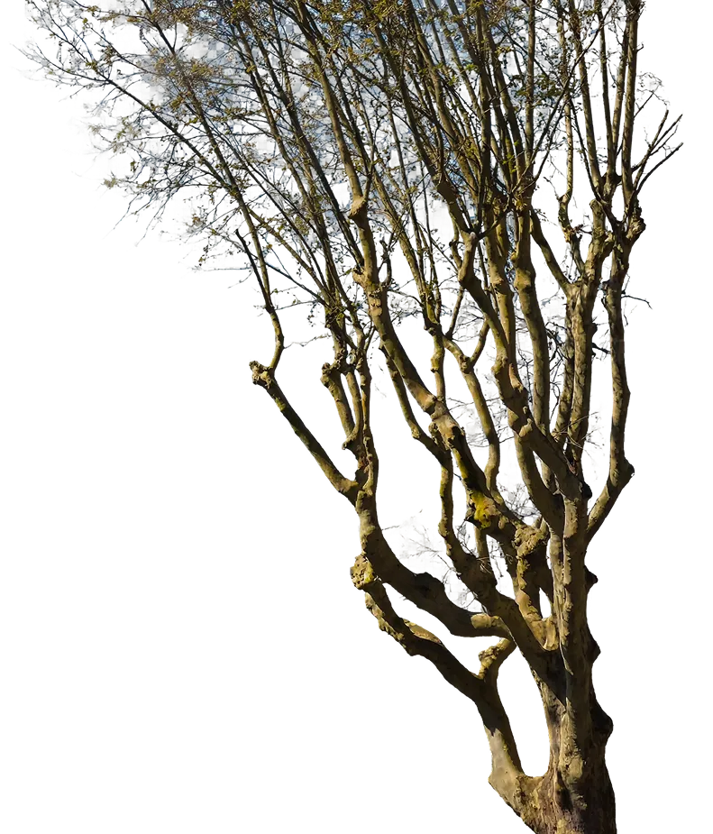 Tronc d'arbre avec plusieurs branches nues sous un ciel bleu.