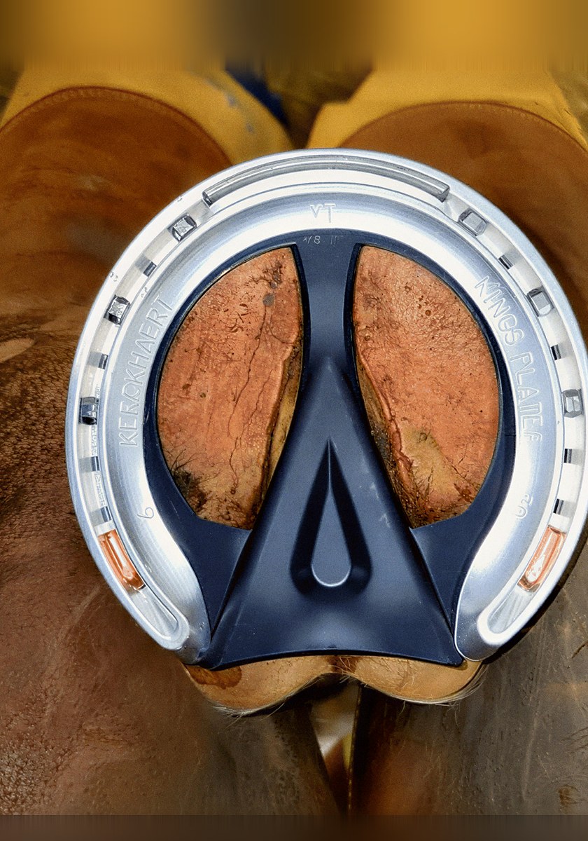 Underside of a hoof with an aluminum racing shoe and navy 3D-printed frog support insert