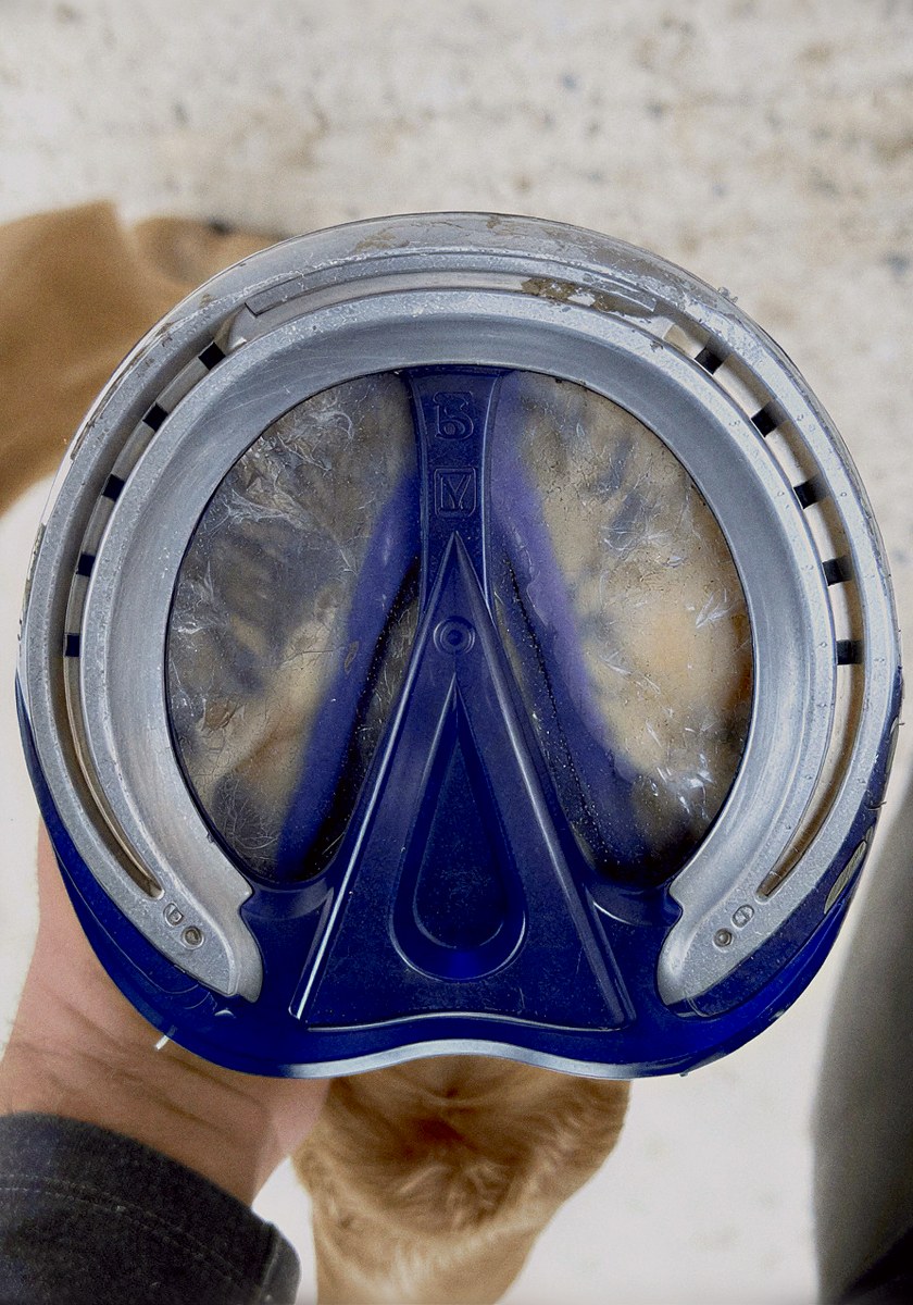 Underside of a hoof with an aluminum shoe and blue 3D-printed frog support pad