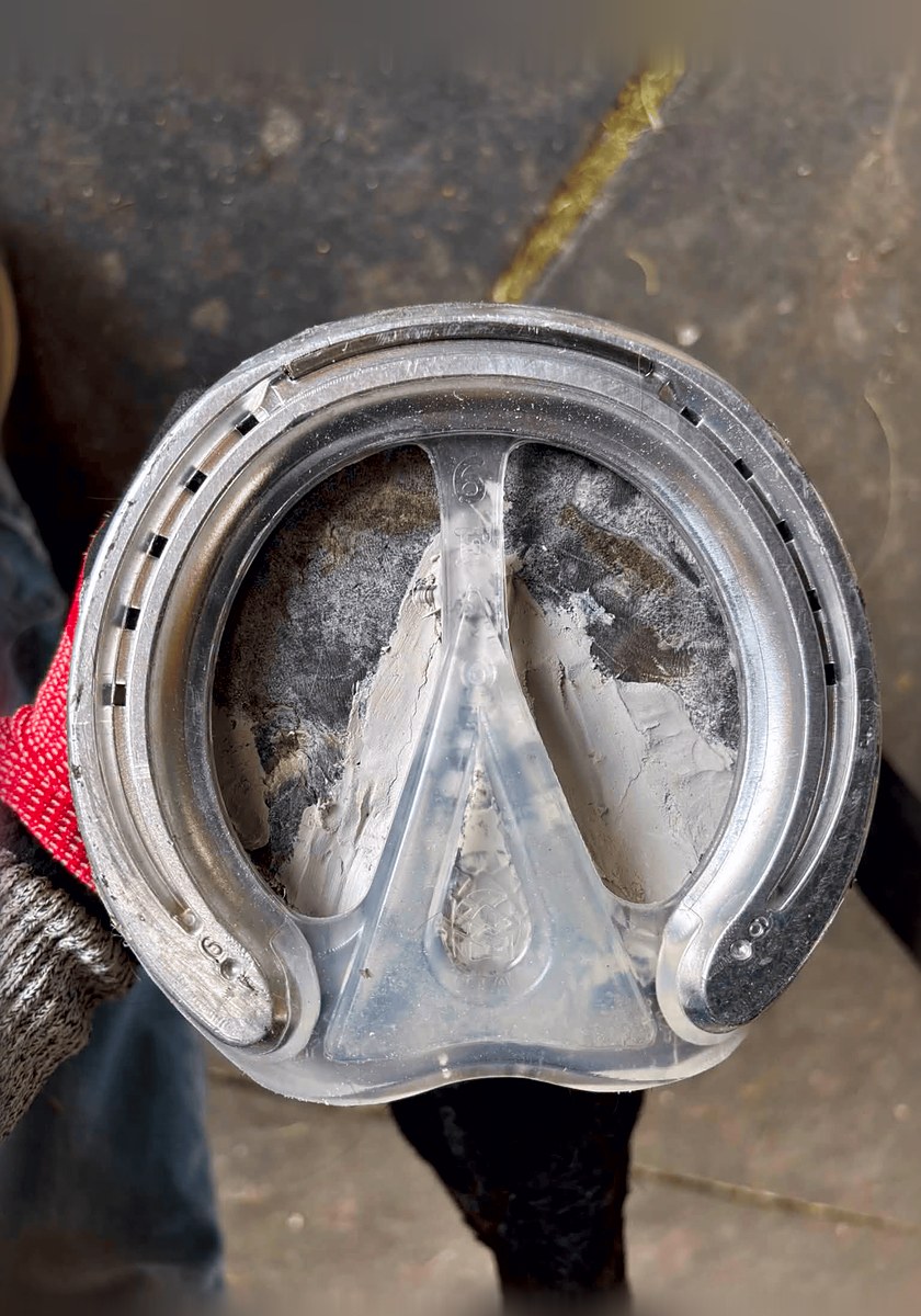 Underside of a hoof with an aluminum shoe and clear 3D-printed frog support pad