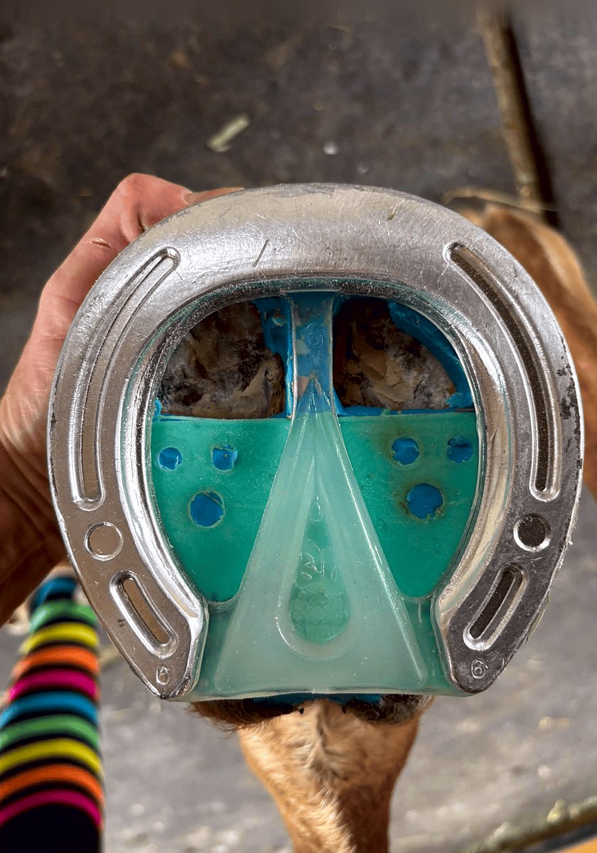 Underside of a hoof with an aluminum shoe and teal 3D-printed pad