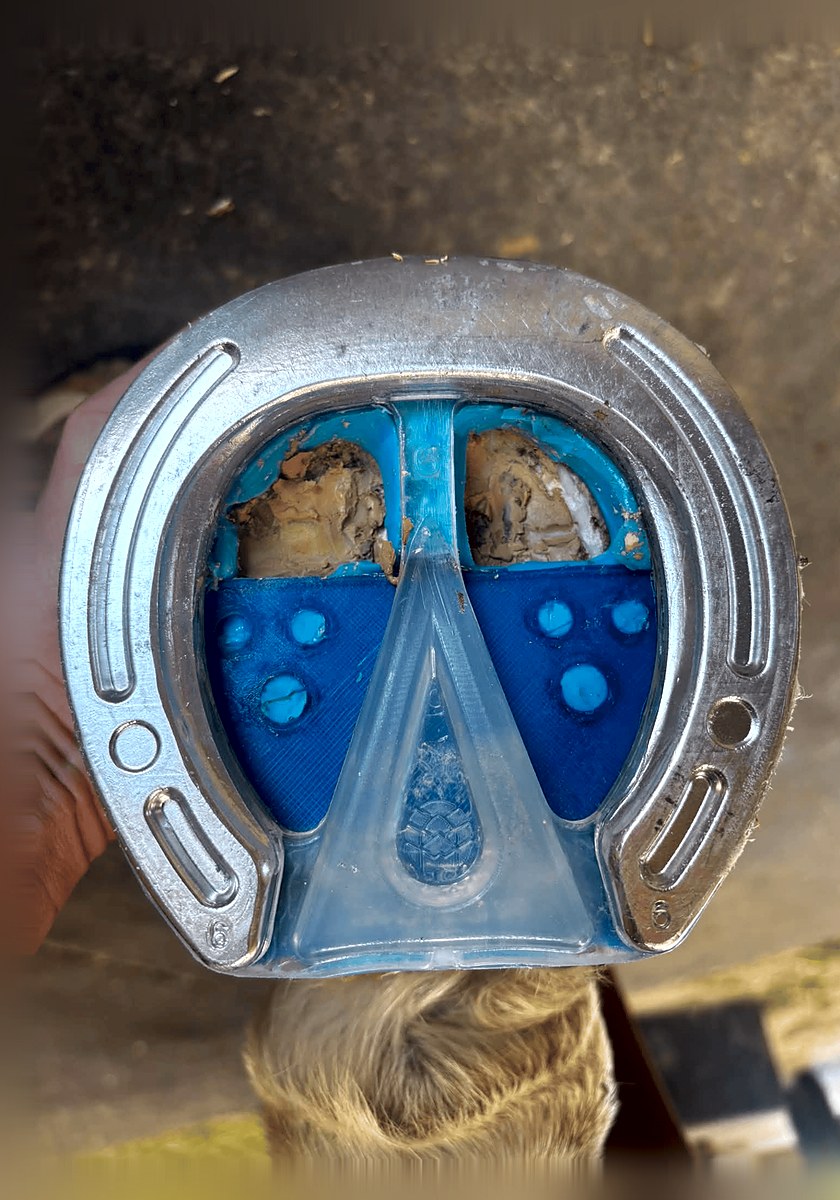 Underside of a hoof with an aluminum shoe and blue 3D-printed pad