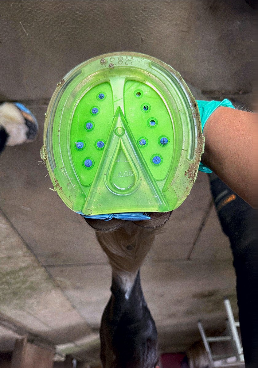 Hoof fitted with a bright green 3D-printed pad, viewed from underneath