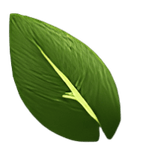 Single green leaf with prominent central vein on a transparent background.