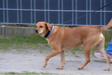 A dog walking on a sandy part of a suburban neighborhood.