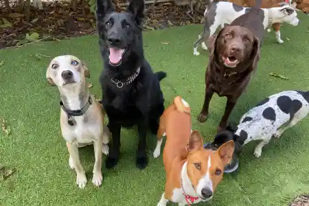 A group photo showing multiple dogs with one dog drinking water out of a dog bowl which the other dogs surround.