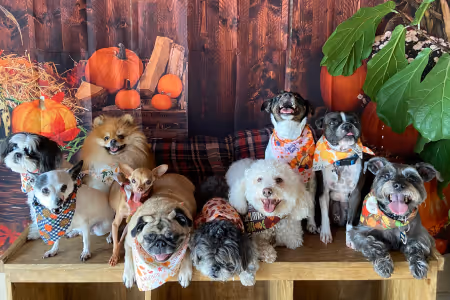 Several small to medium size dogs such as chihuahua up to a snauzer in a group photo sitting or standing on a wooden table with a pumpkin backgorund reminiscent of the autumn season.
