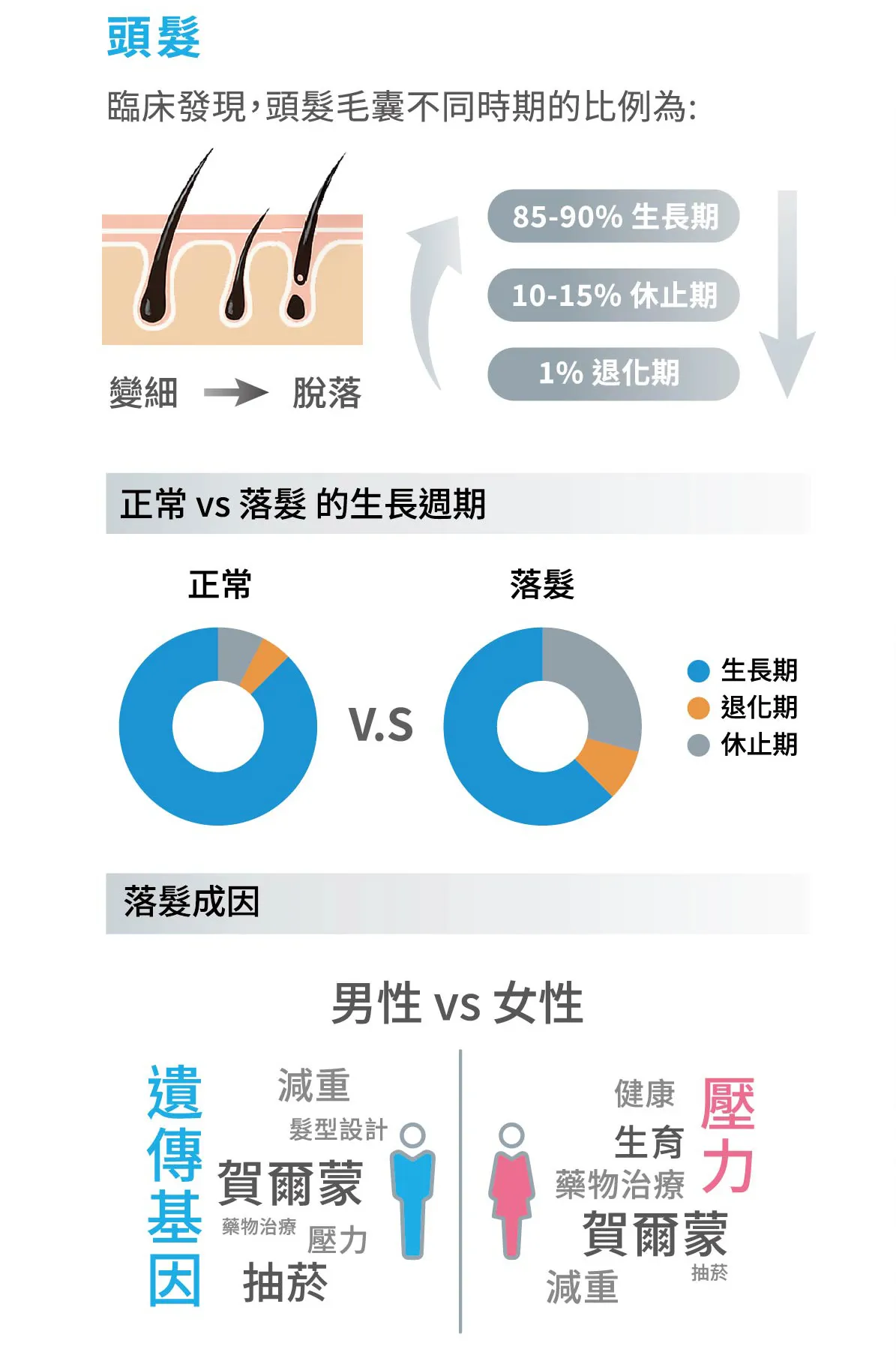 「正常頭髮 vs. 落髮狀態」生長週期環形比較圖