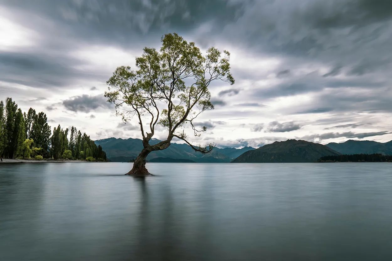 Un solo árbol en medio de un lago.