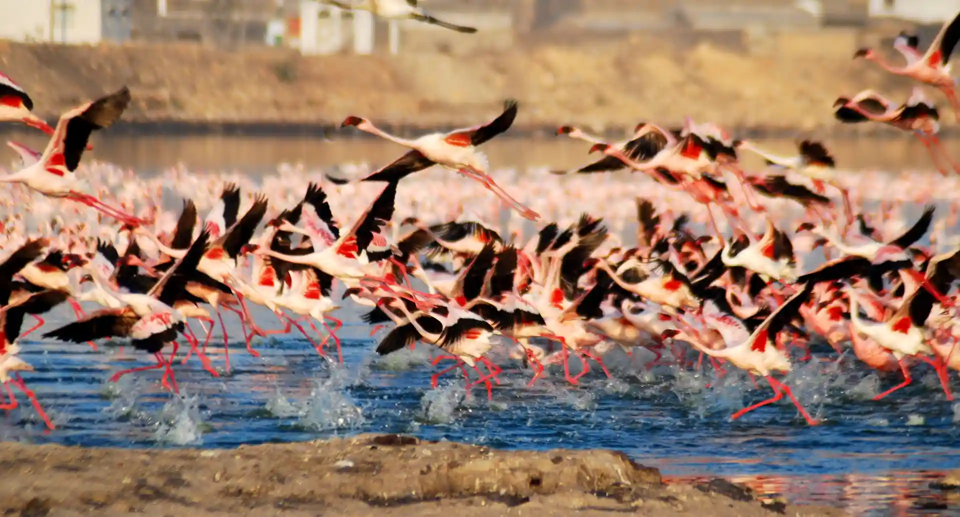A large flock of flamingos takes flight from a body of water, with a distant building visible in the background.