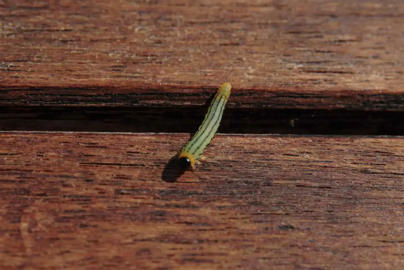 Una pequeña oruga verde con rayas negras reptando sobre una superficie de madera.