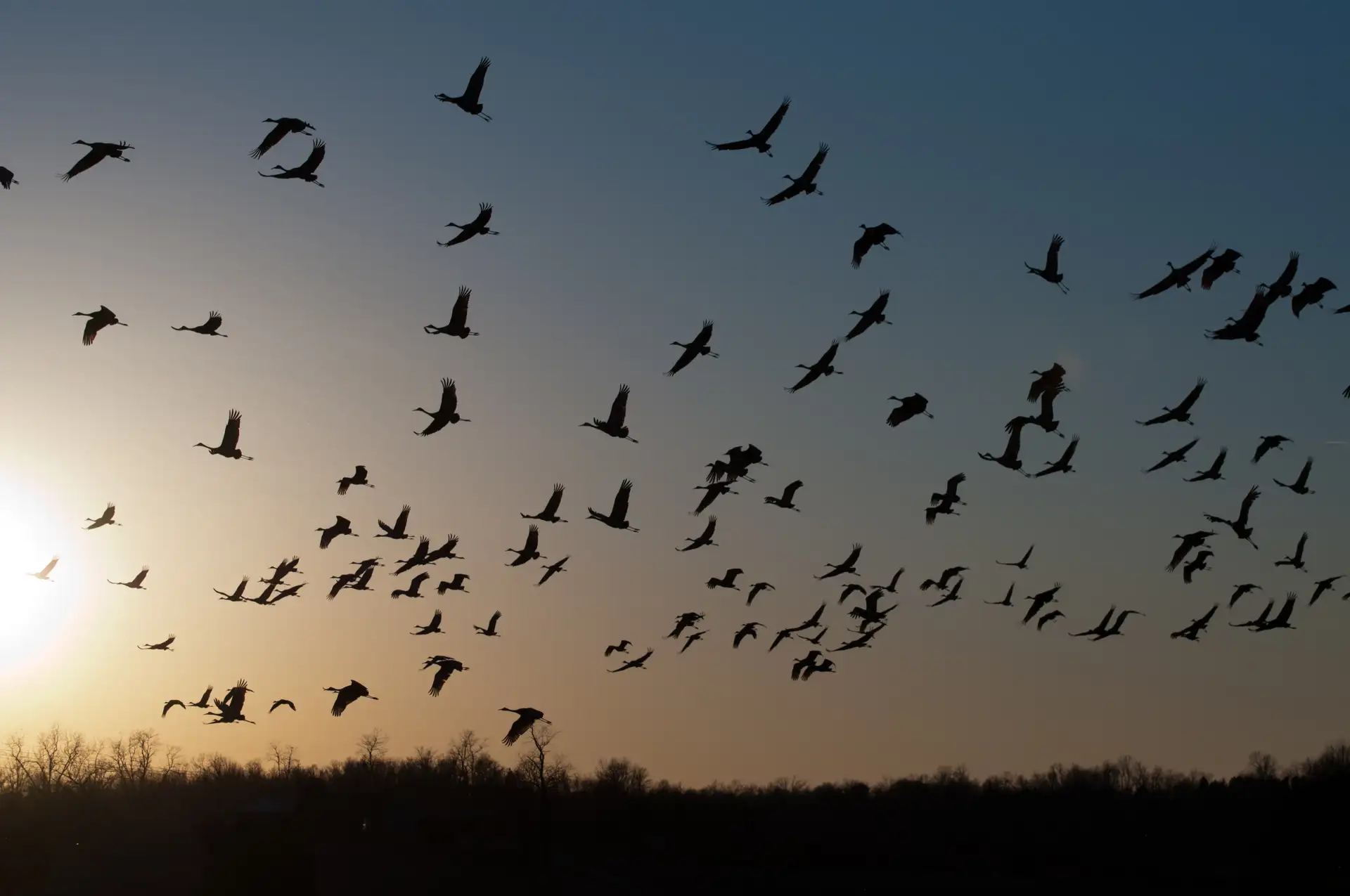 Una gran bandada de aves migratorias en vuelo silueteadas contra un cielo al atardecer, con árboles y el horizonte visibles al fondo.