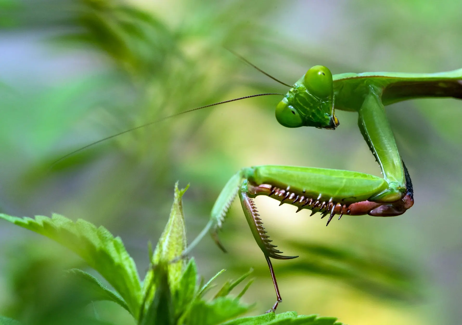 Primer plano de una mantis religiosa verde posada sobre una hoja con sus patas delanteras levantadas, rodeada de follaje verde.