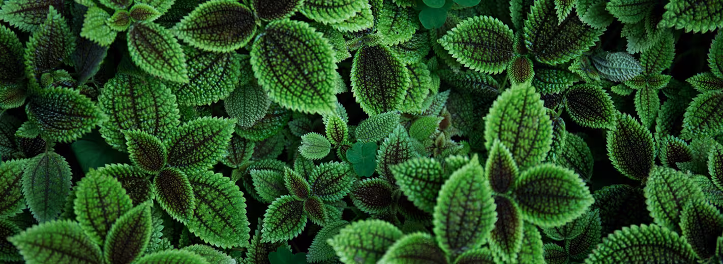 Diseño de hojas verdes, que simboliza la sostenibilidad en los esfuerzos de la industria del streaming por reducir su huella de carbono.